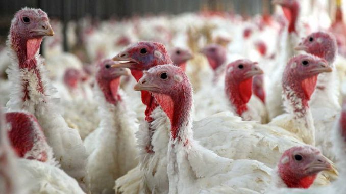 Sędziszowska gmina zagrożona ptasią grypą