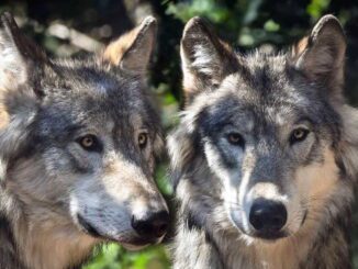 W gminie Sędziszów Młp. jest coraz więcej wilków. Jest decyzja w tej sprawie