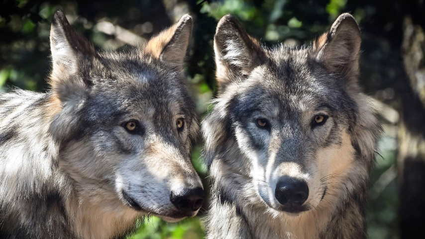 W gminie Sędziszów Młp. jest coraz więcej wilków. Jest decyzja w tej sprawie